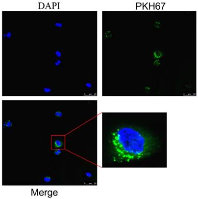 Int J Biol Sci Image