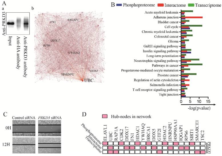 Int J Biol Sci Image