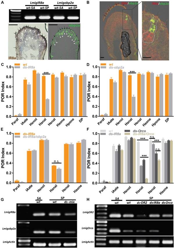 Int J Biol Sci Image