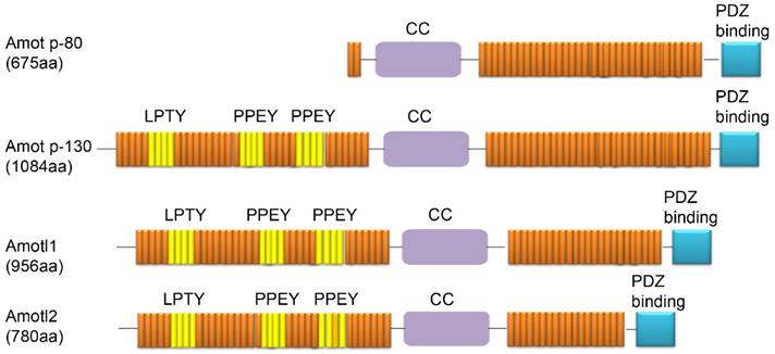 Int J Biol Sci Image