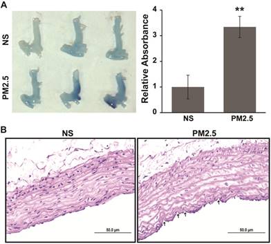 Int J Biol Sci Image