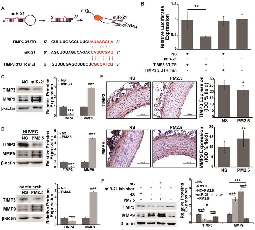 Int J Biol Sci Image