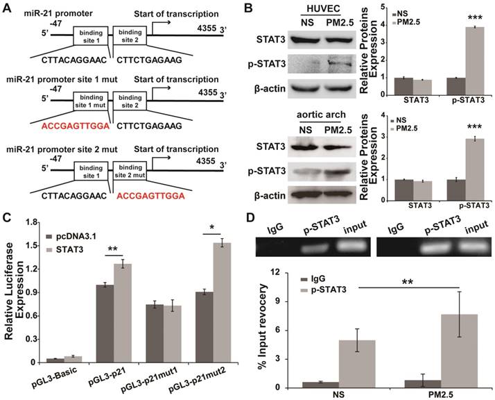 Int J Biol Sci Image