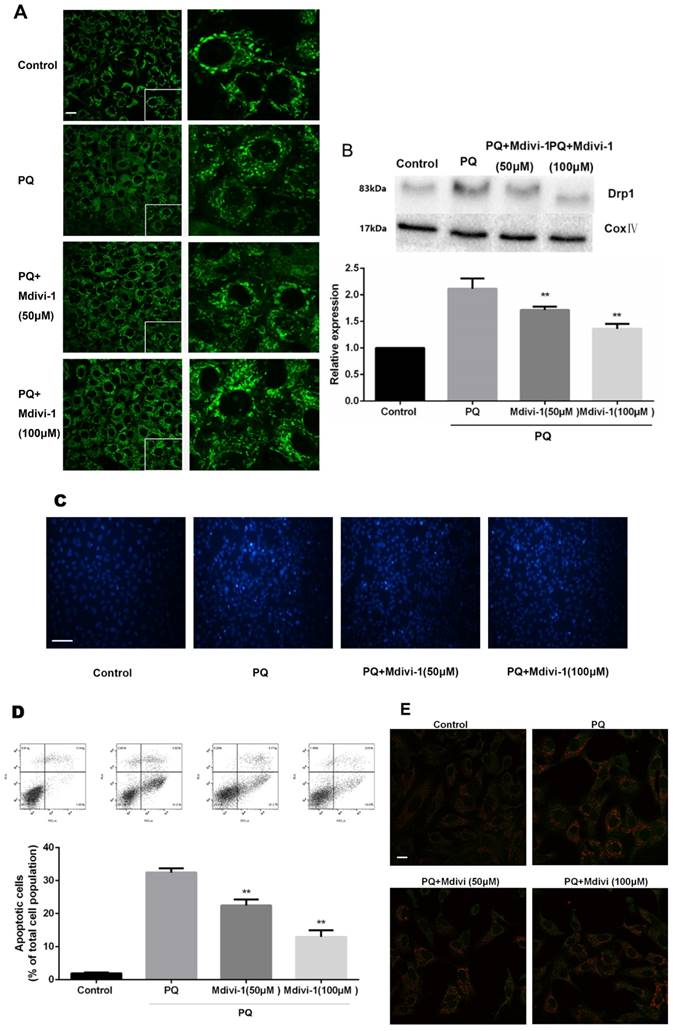 Int J Biol Sci Image