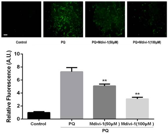 Int J Biol Sci Image