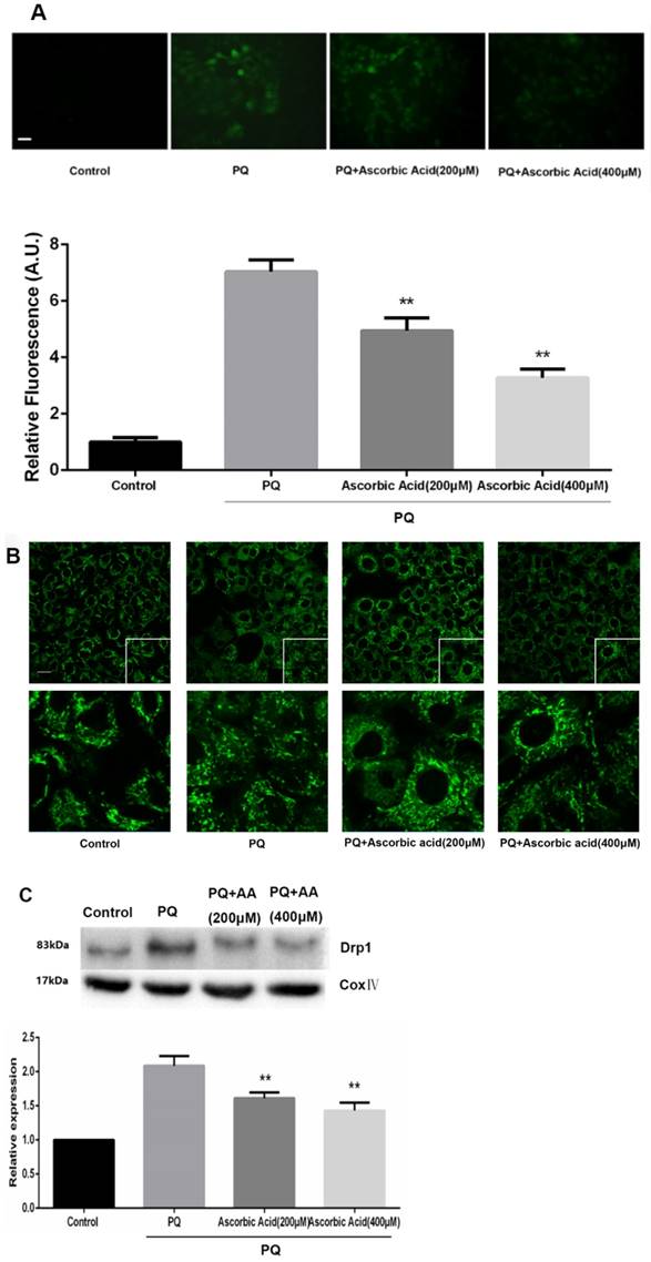 Int J Biol Sci Image