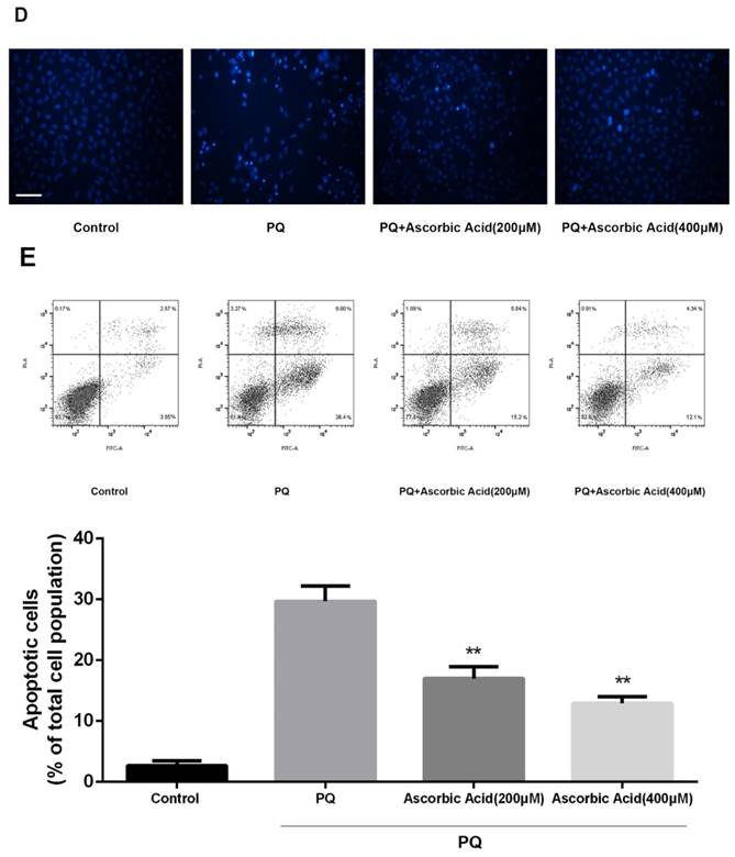 Int J Biol Sci Image