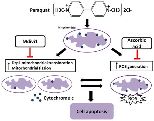 Int J Biol Sci Image