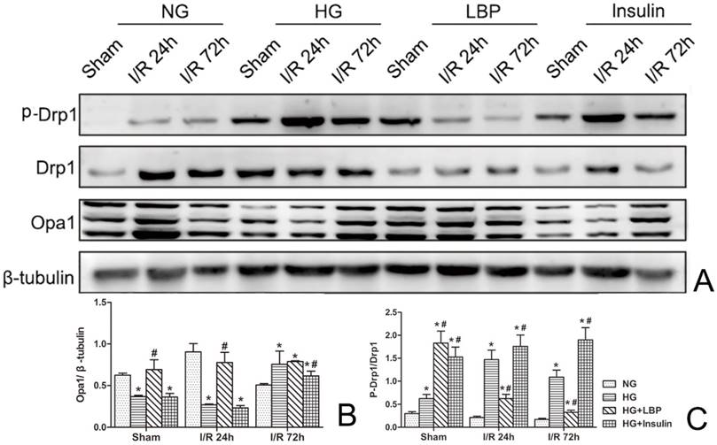 Int J Biol Sci Image