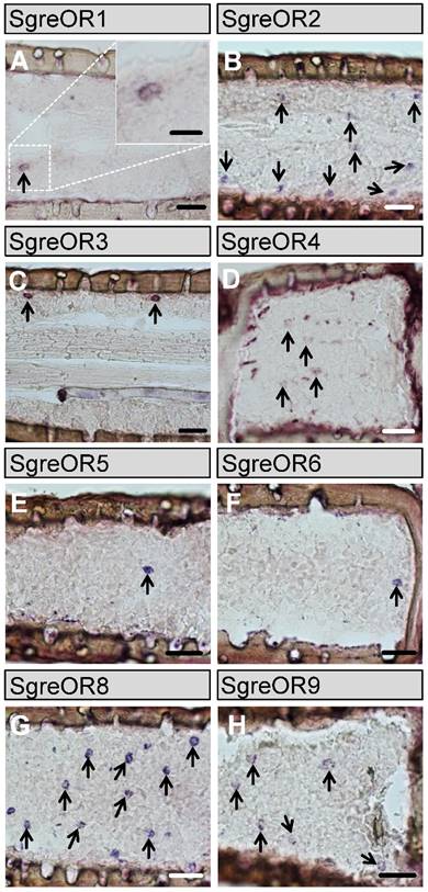 Int J Biol Sci Image