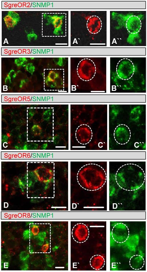 Int J Biol Sci Image