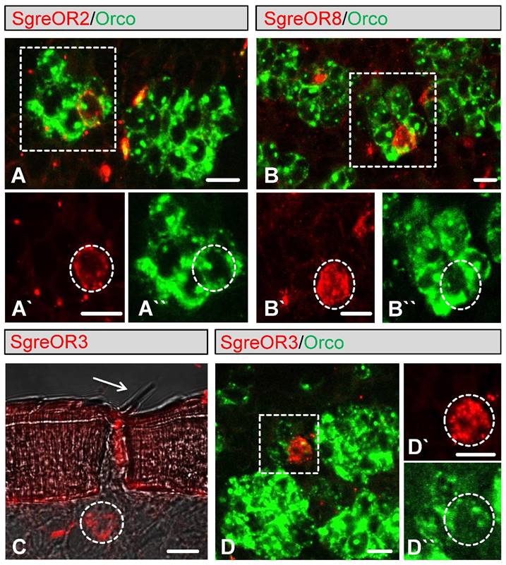 Int J Biol Sci Image