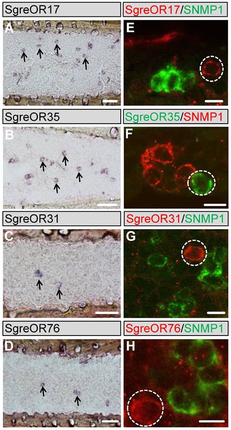 Int J Biol Sci Image