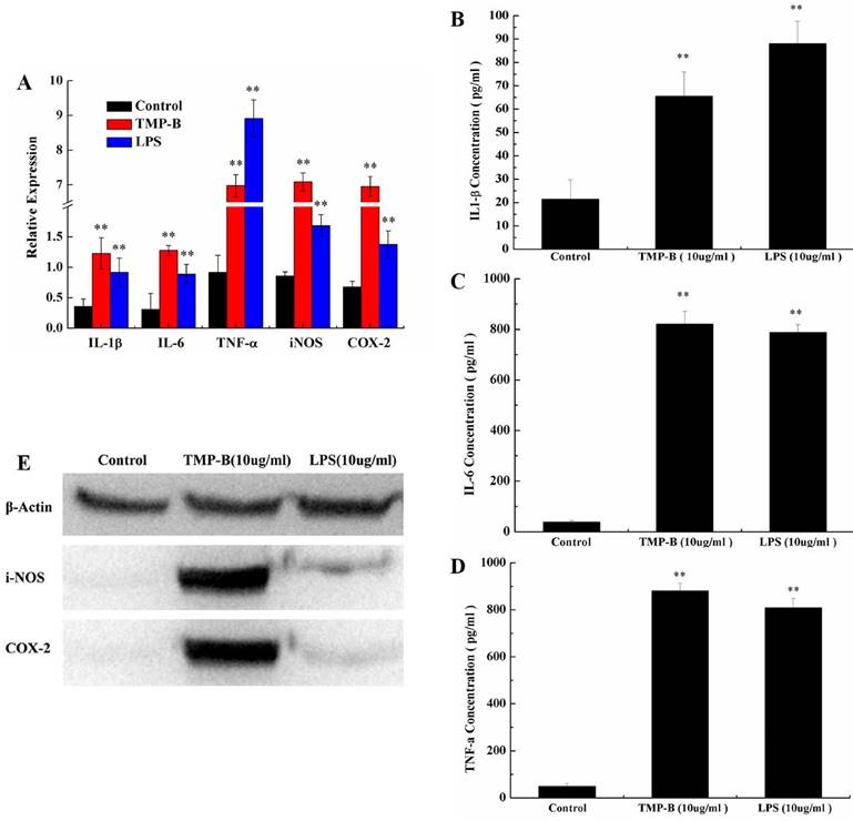 Int J Biol Sci Image