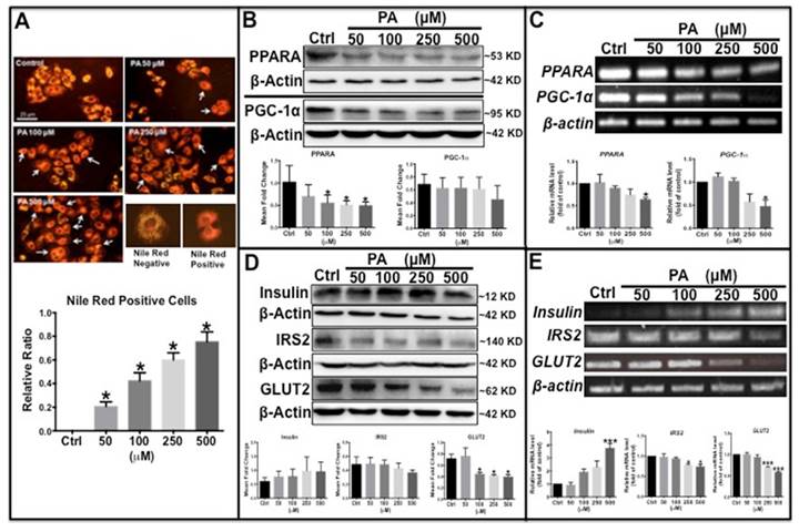 Int J Biol Sci Image