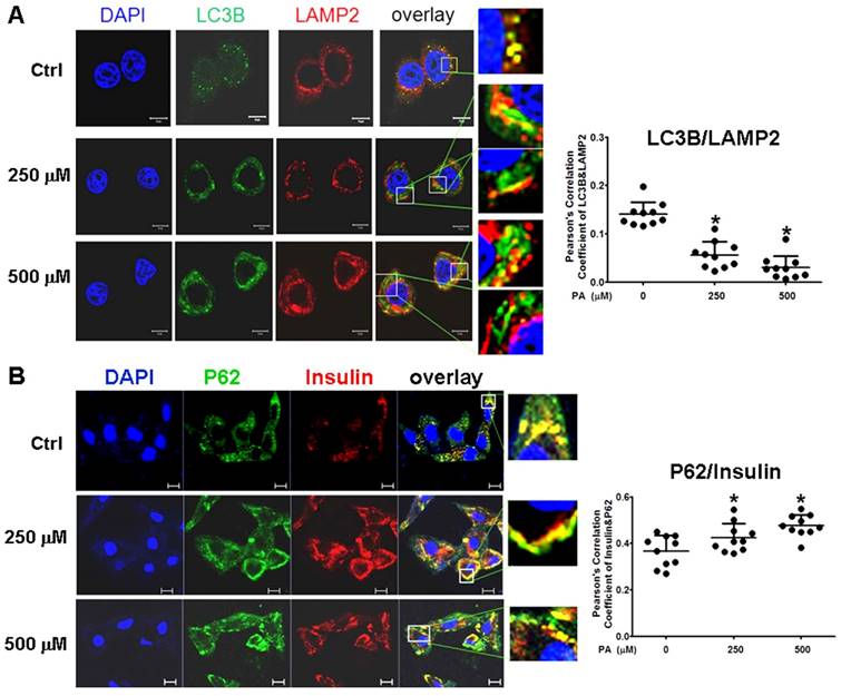 Int J Biol Sci Image