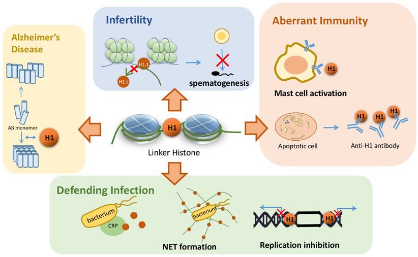 Int J Biol Sci Image