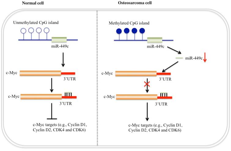 Int J Biol Sci Image