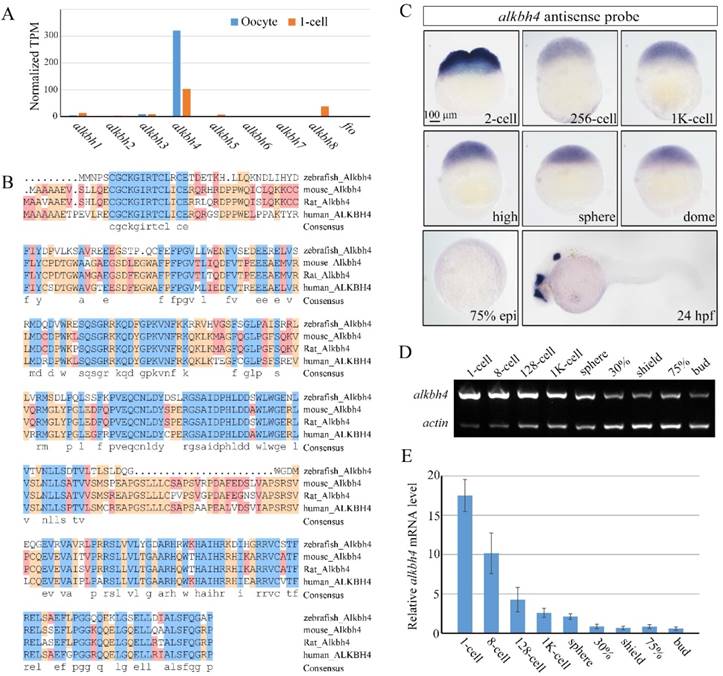 Int J Biol Sci Image