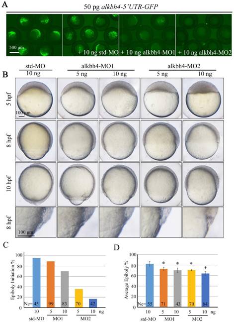 Int J Biol Sci Image