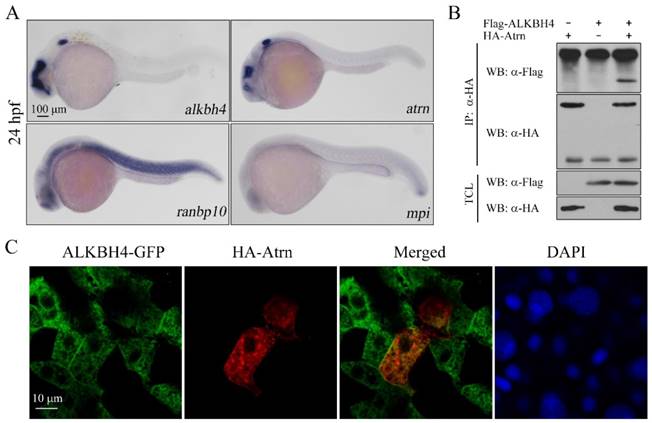 Int J Biol Sci Image