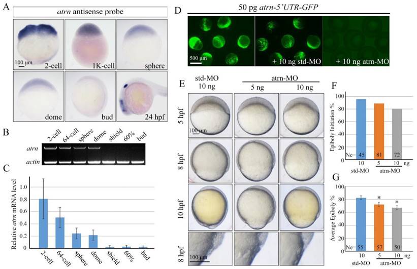 Int J Biol Sci Image