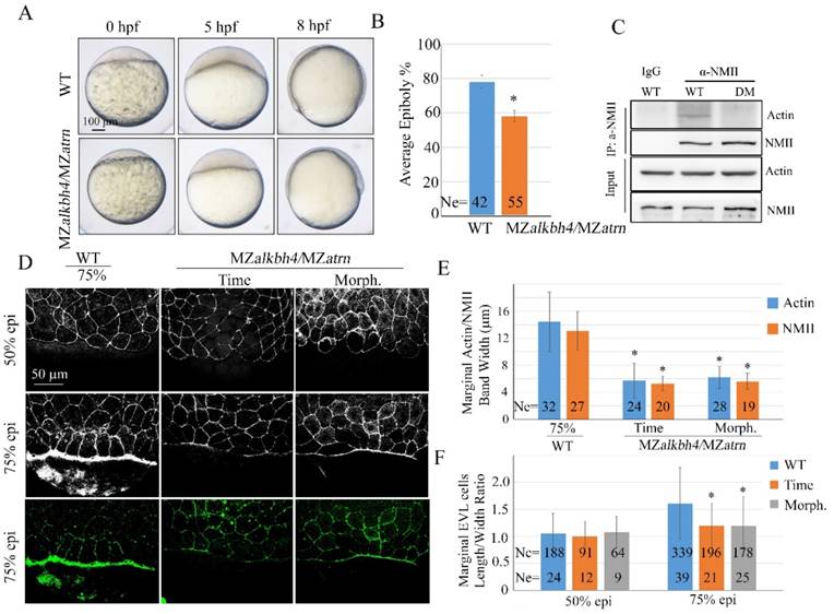 Int J Biol Sci Image