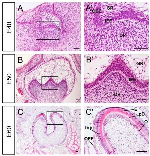 Int J Biol Sci Image