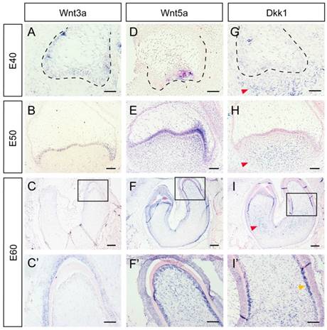 Int J Biol Sci Image