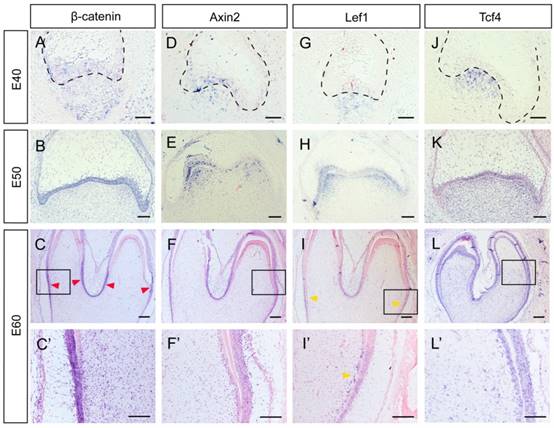 Int J Biol Sci Image