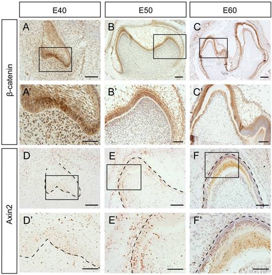 Int J Biol Sci Image