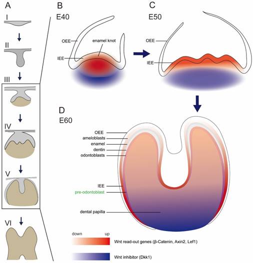 Int J Biol Sci Image