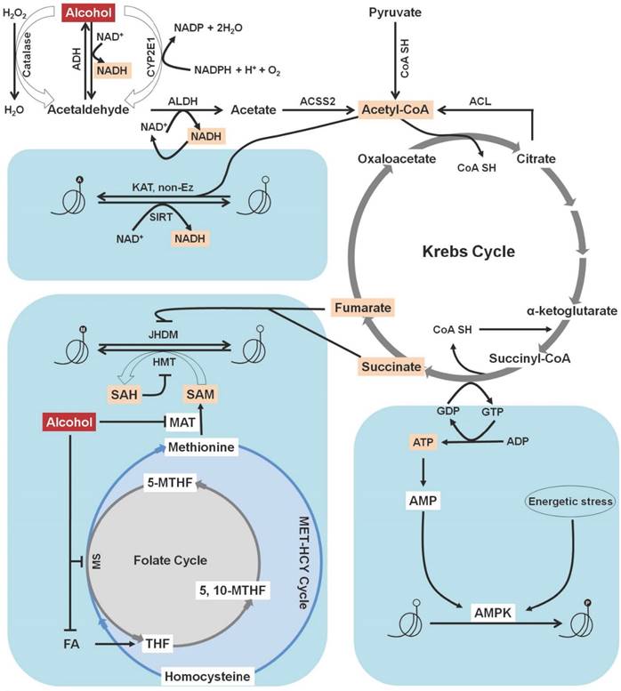 Int J Biol Sci Image