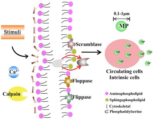 Int J Biol Sci Image