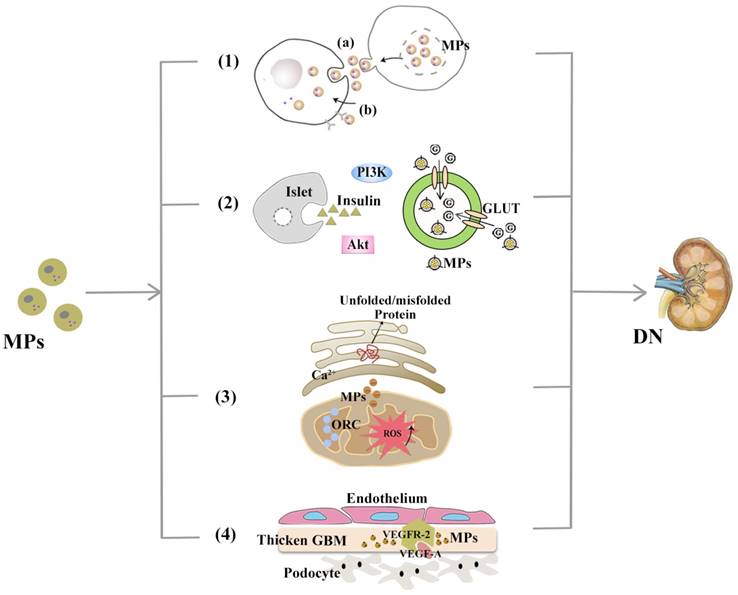 Int J Biol Sci Image