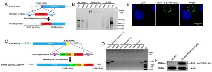 Int J Biol Sci Image