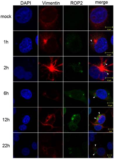 Int J Biol Sci Image