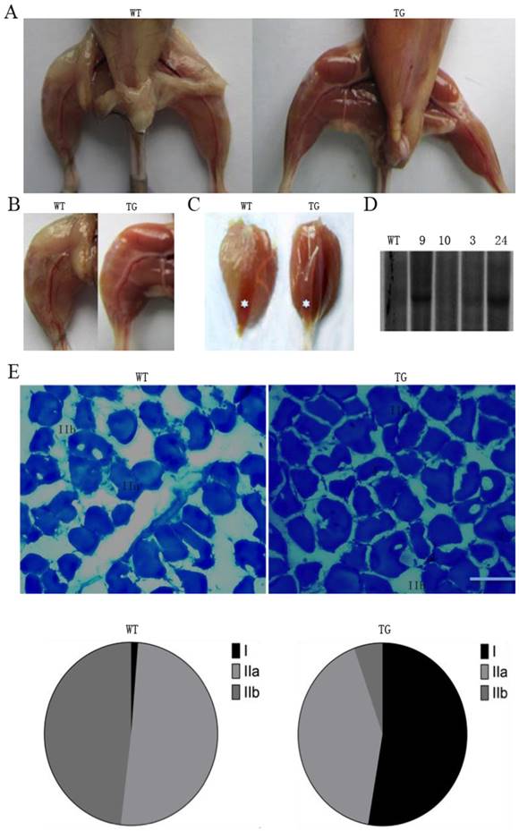 Int J Biol Sci Image