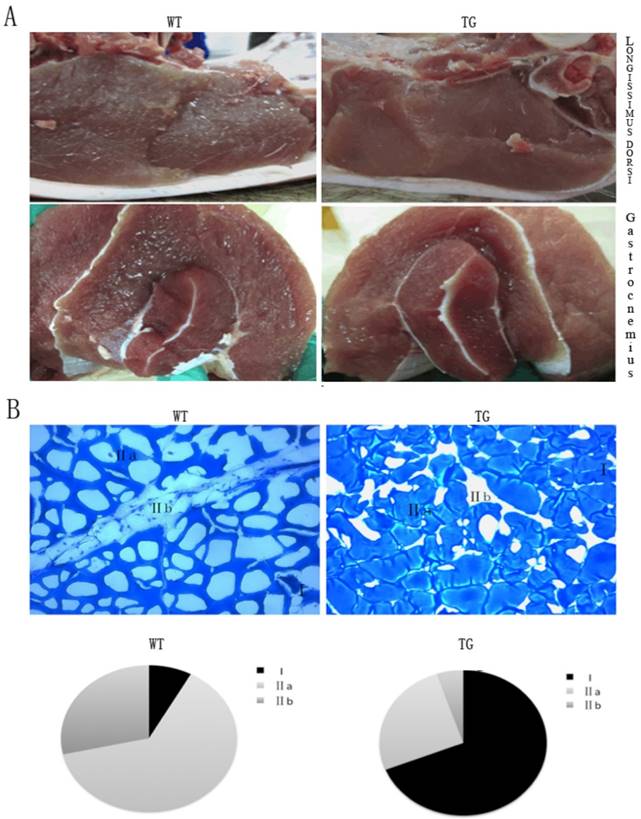 Int J Biol Sci Image