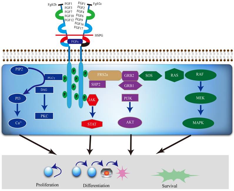 Int J Biol Sci Image