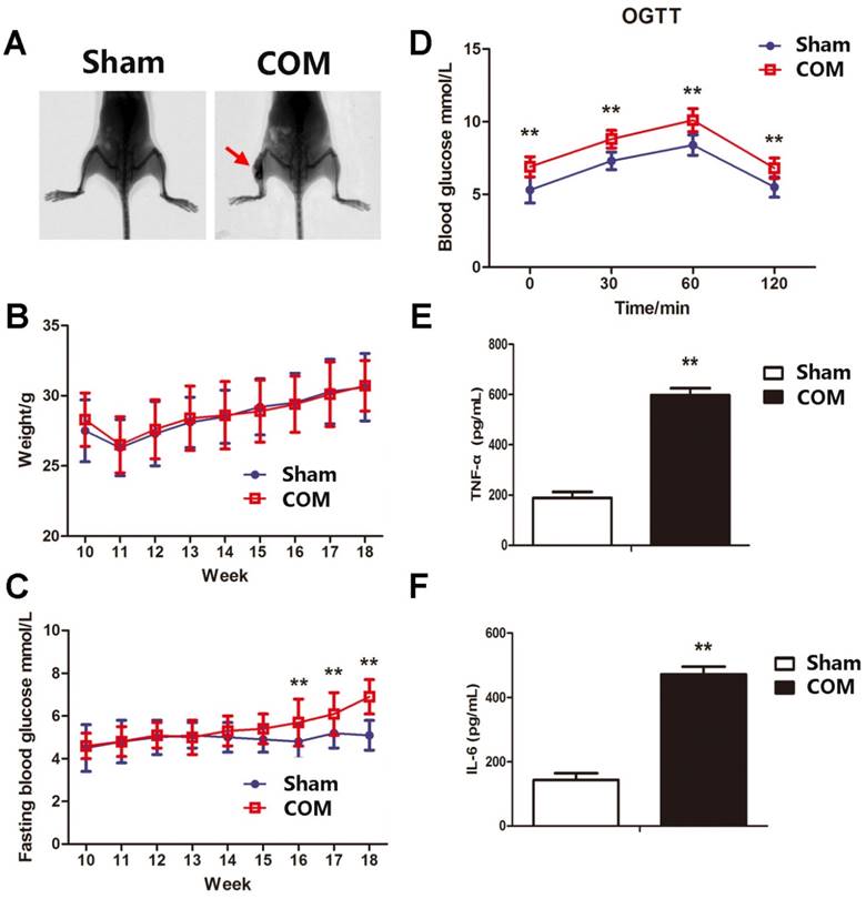 Int J Biol Sci Image