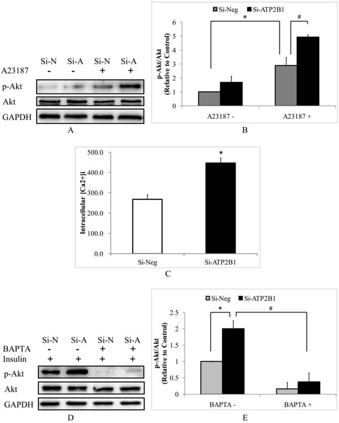 Int J Biol Sci Image