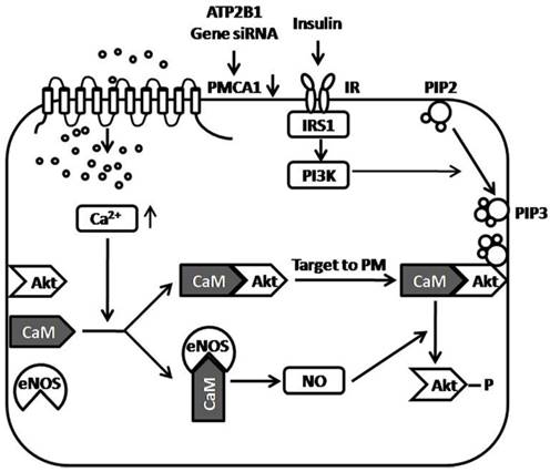 Int J Biol Sci Image