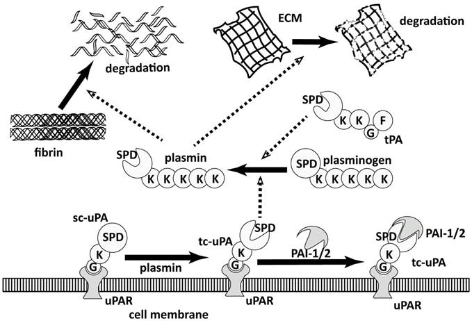 Int J Biol Sci Image