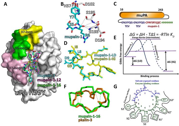 Int J Biol Sci Image