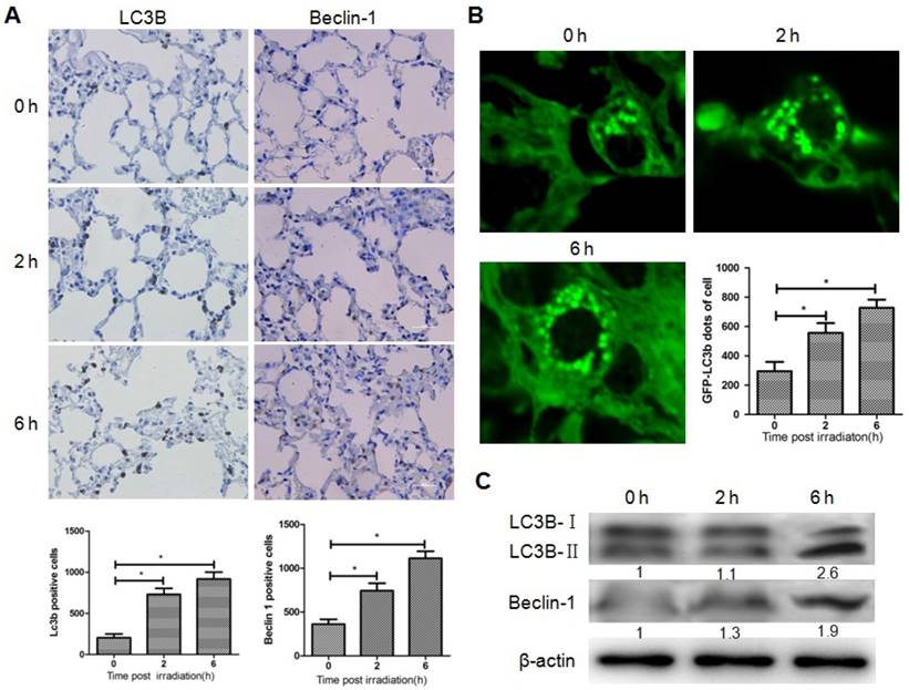 Int J Biol Sci Image