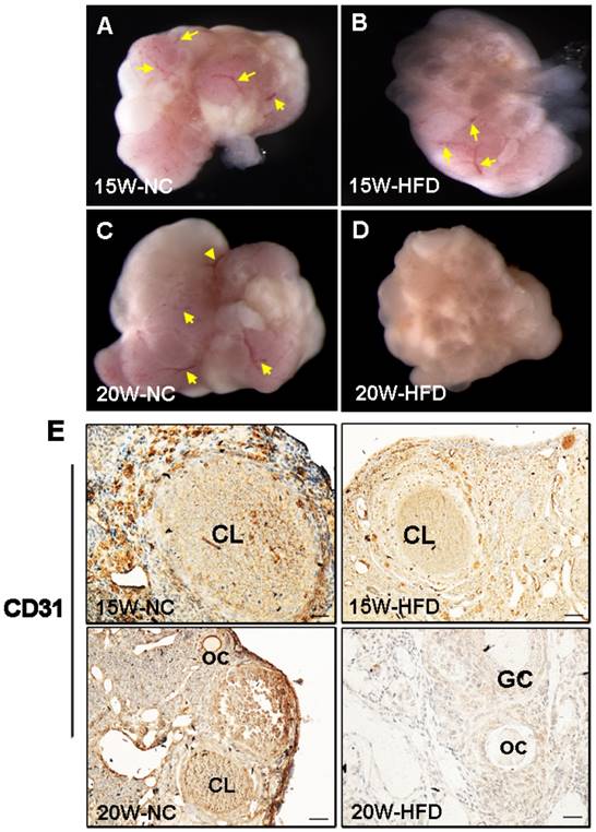 Int J Biol Sci Image