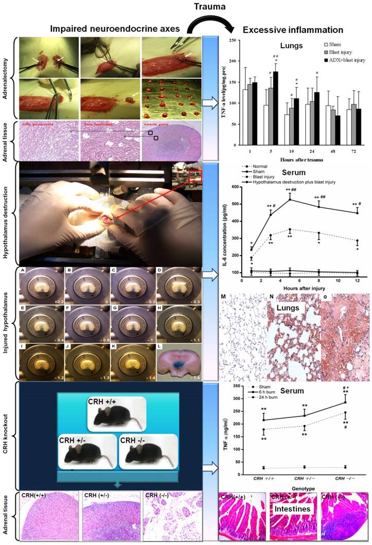 Int J Biol Sci Image