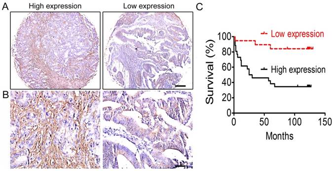 Int J Biol Sci Image