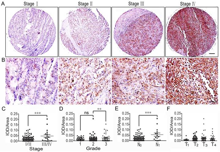 Int J Biol Sci Image